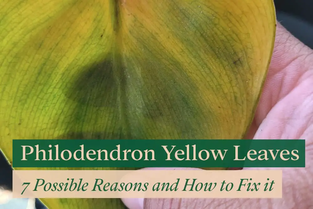Philodendron yellowing leaves problem