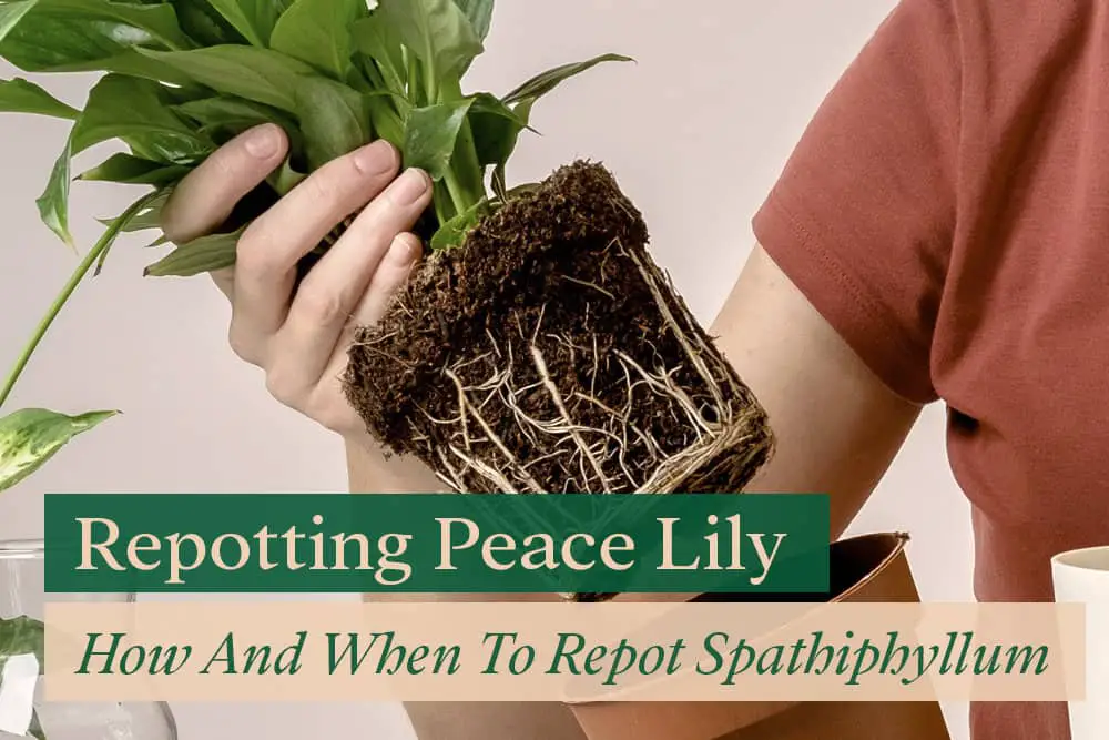 Repotting peace lily