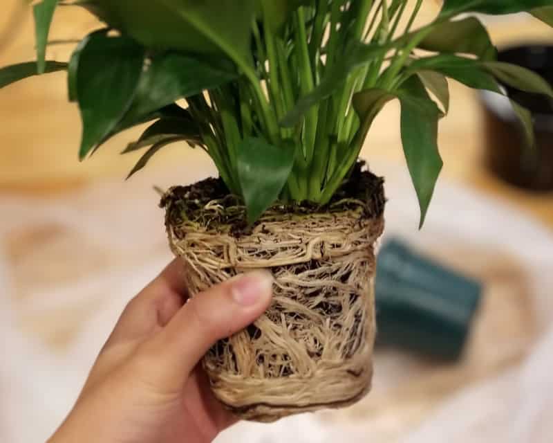 repotting-peace-lily-how-and-when-to-repot-spathiphyllum