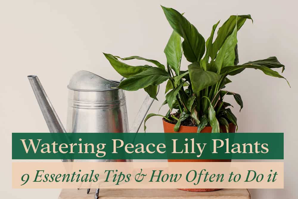 Watering Peace Lily (spathiphyllums) Plant