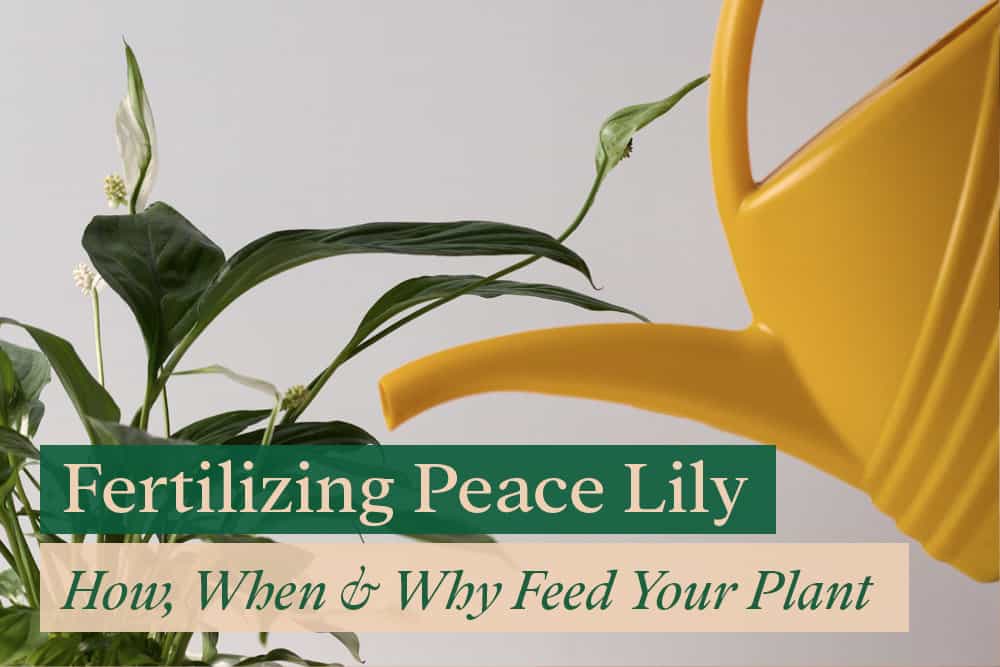 Fertilizing peace lily plant with liquid fertilizer