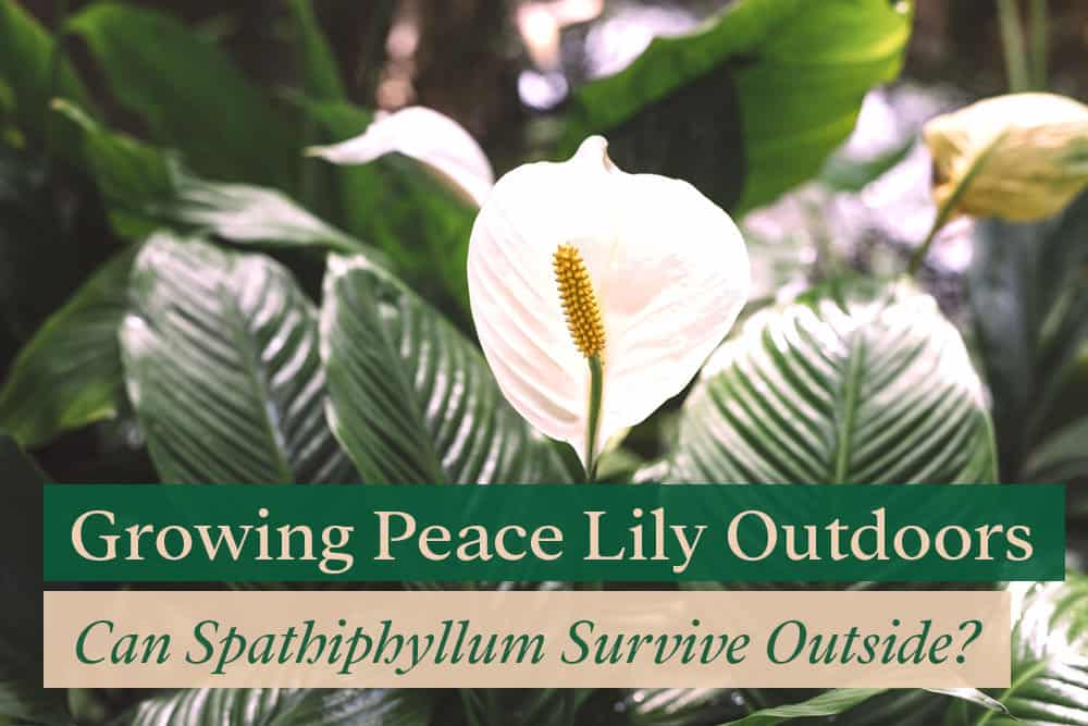 Growing Peace Lilies Outdoor Can the Plants Survive Outside?