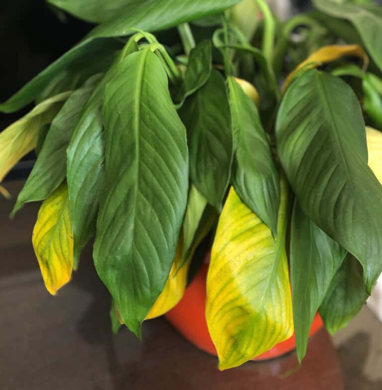 Peace Lily Leaves Turning Yellow 7 Reasons, Signs & How to Fix it