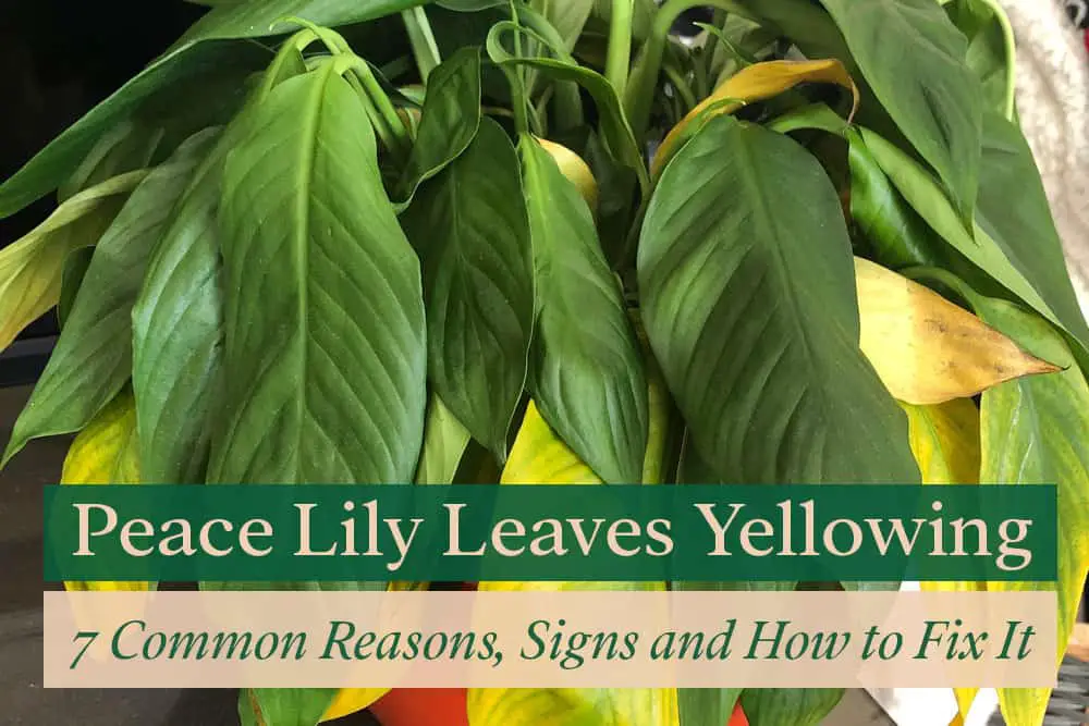 Peace Lily Leaves Turning Yellow 7 Reasons, Signs & How to Fix it