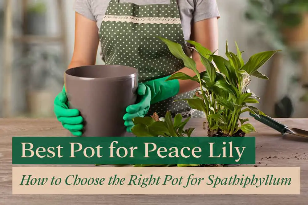 best pot for peace lily