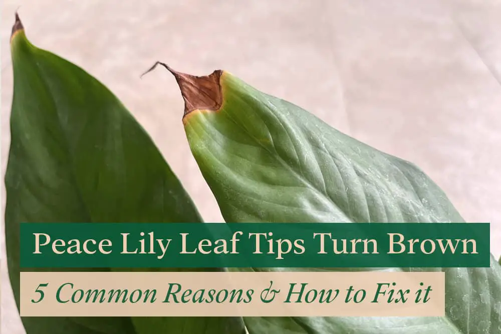 Peace Lily Leaf Tips Turn Brown 5 Common Reasons & How to Fix it