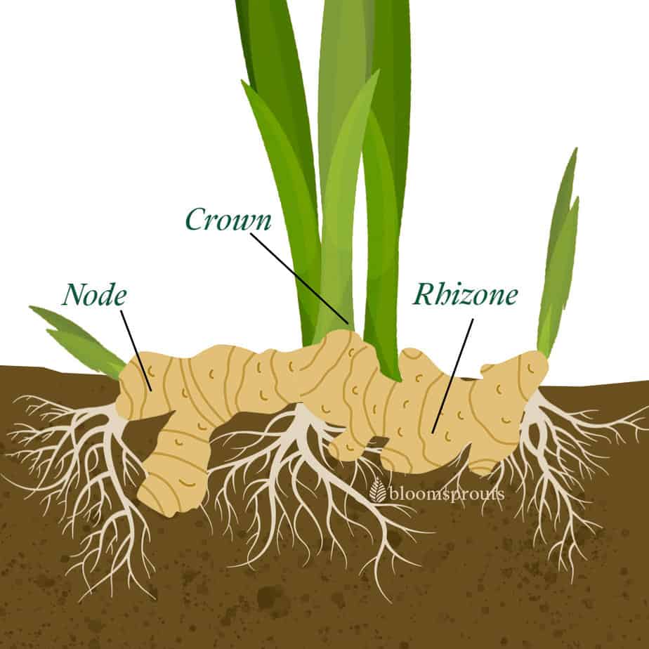 Peace lily anatomy of the root, rhizome, crown and node